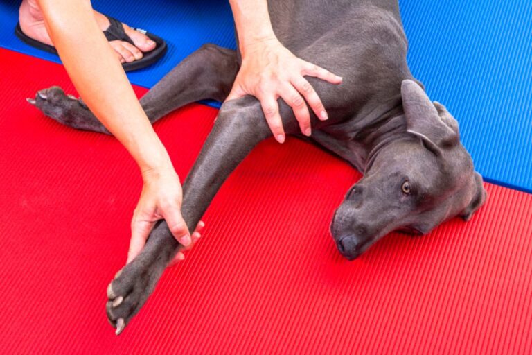 Osteopatía para perros