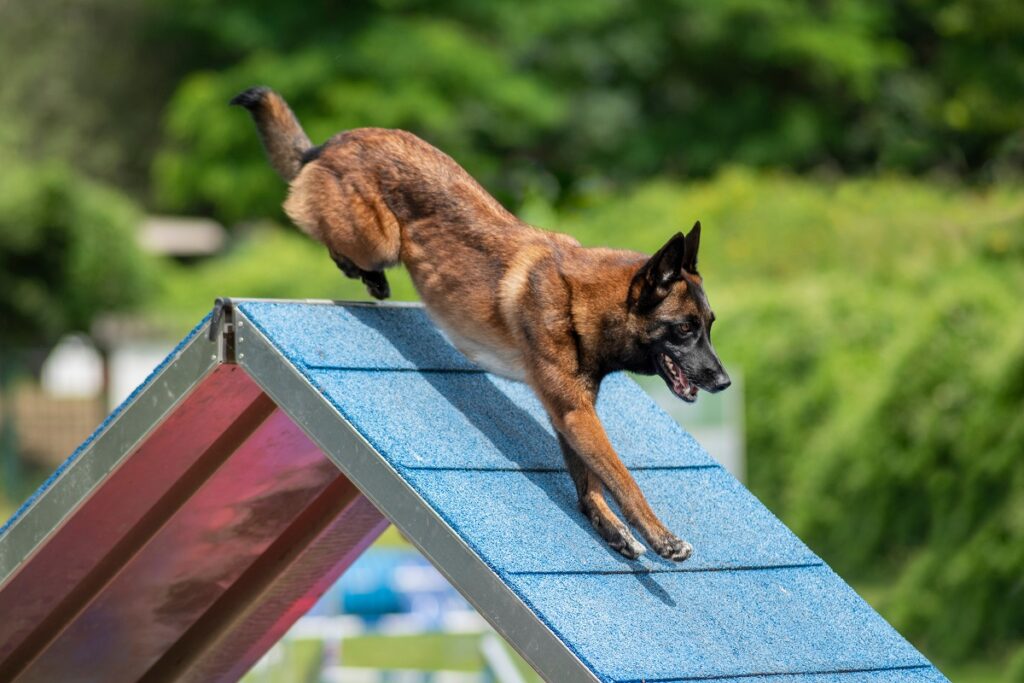 Pastor belga malinois