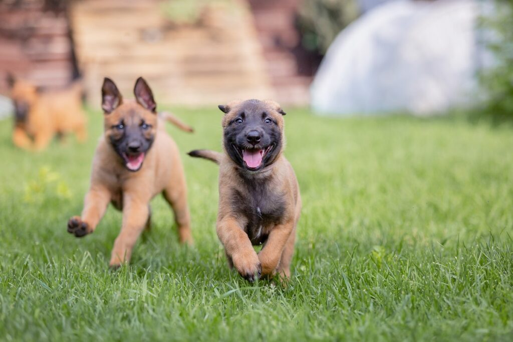 Pastor belga malinois