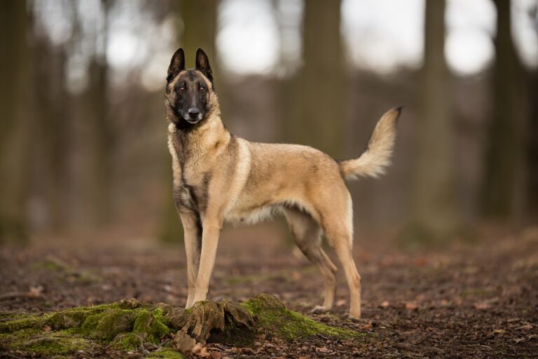 Pastor belga malinois