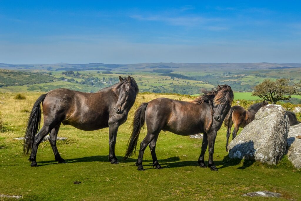 Poni Dartmoor
