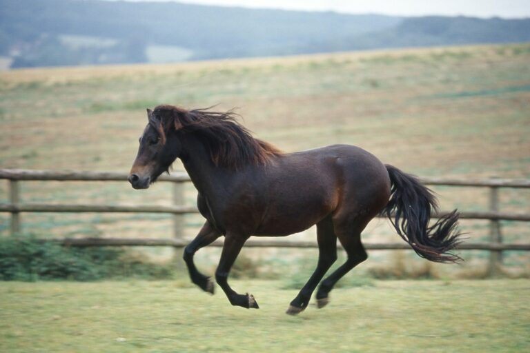 Poni Dartmoor