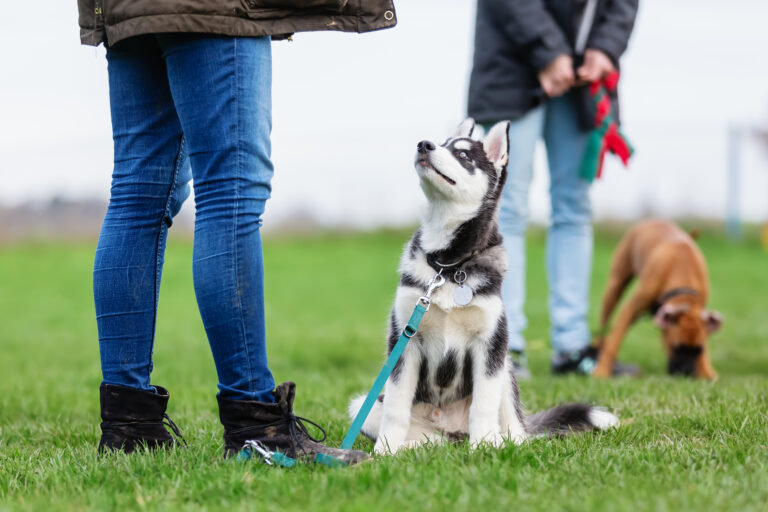 Trabajo a la cuerda con perros