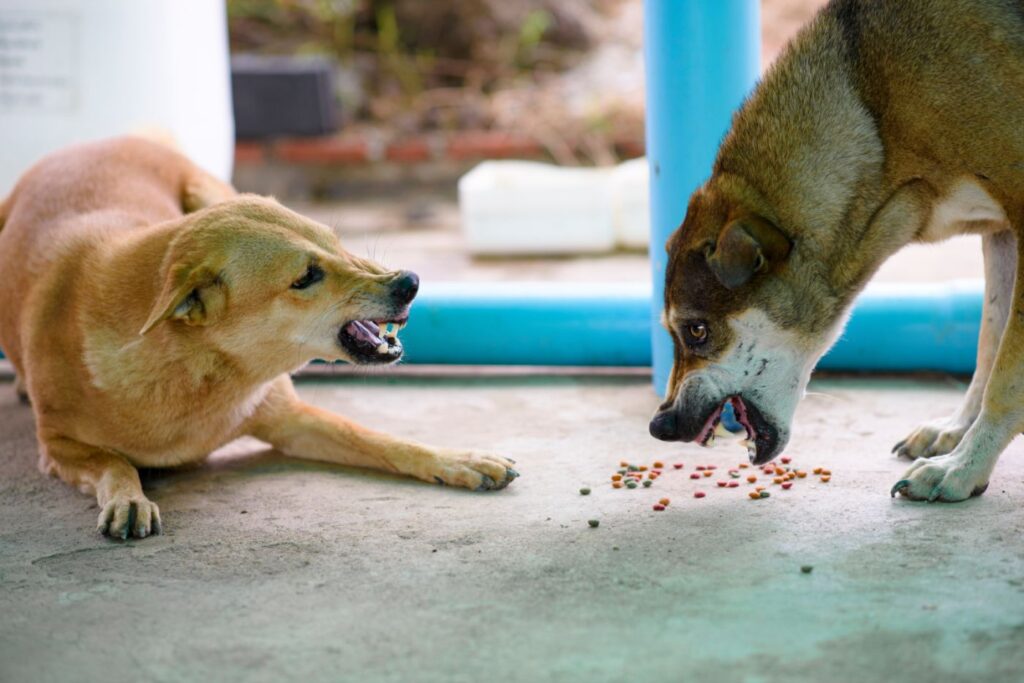 Envidia de la comida en perros