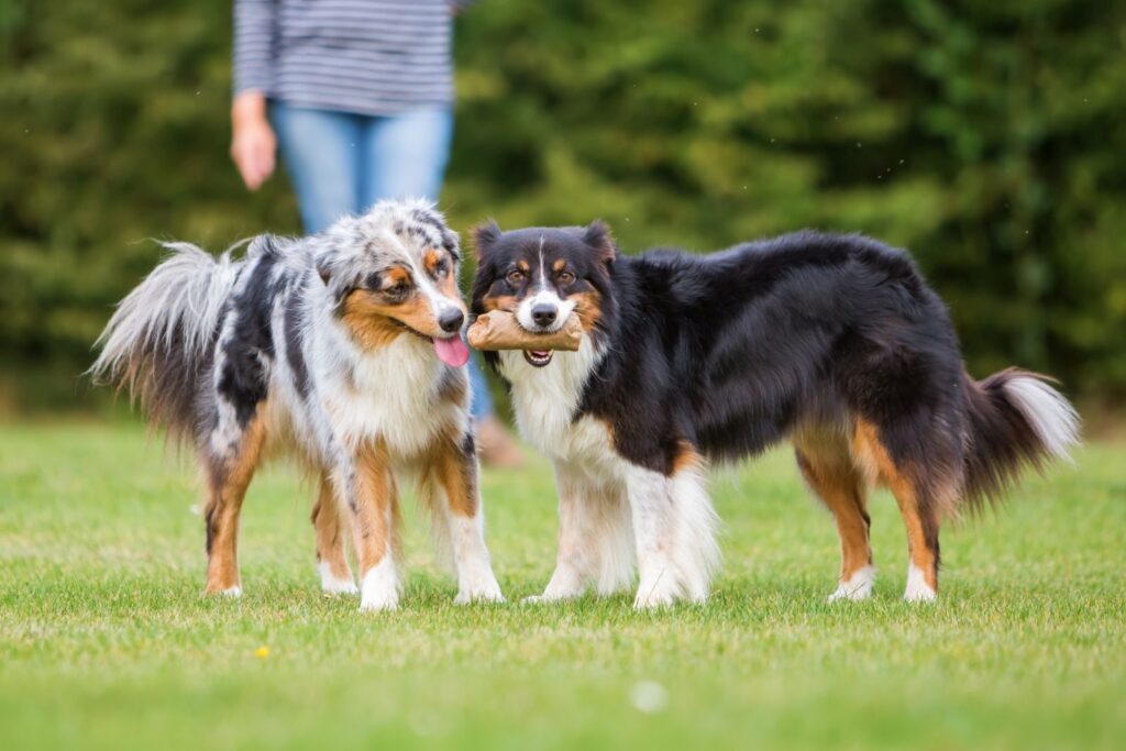 Envidia de la comida en perros