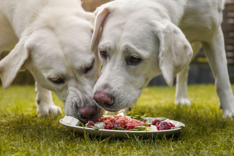 Envidia de la comida en perros
