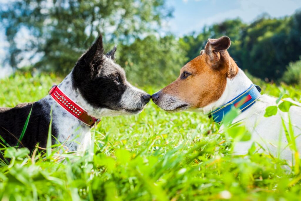 los perros sienten amor