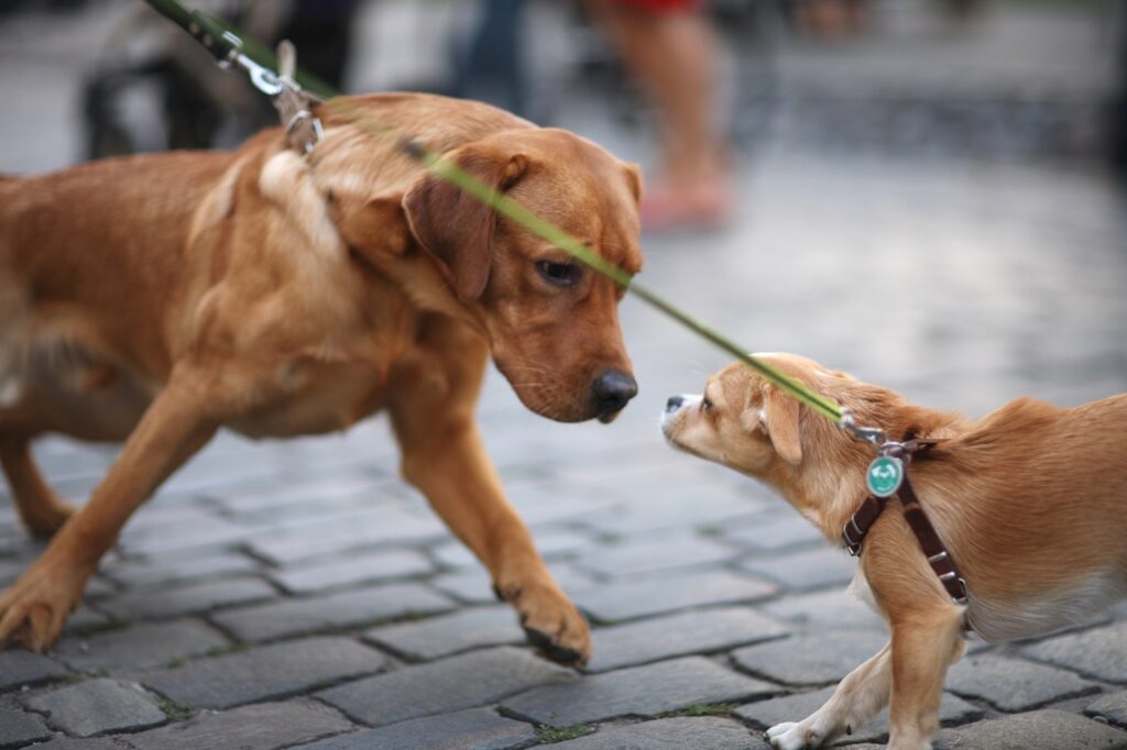 mi perro se pone agresivo cuando le pongo la correa