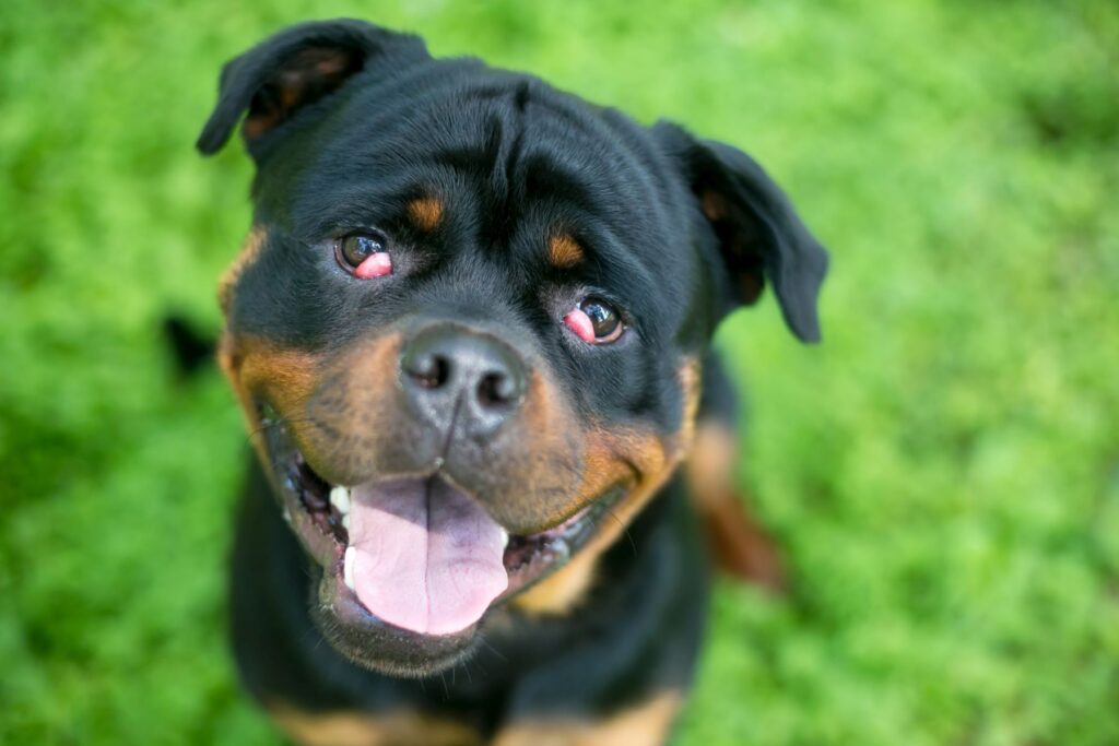 ojo de cereza en perros