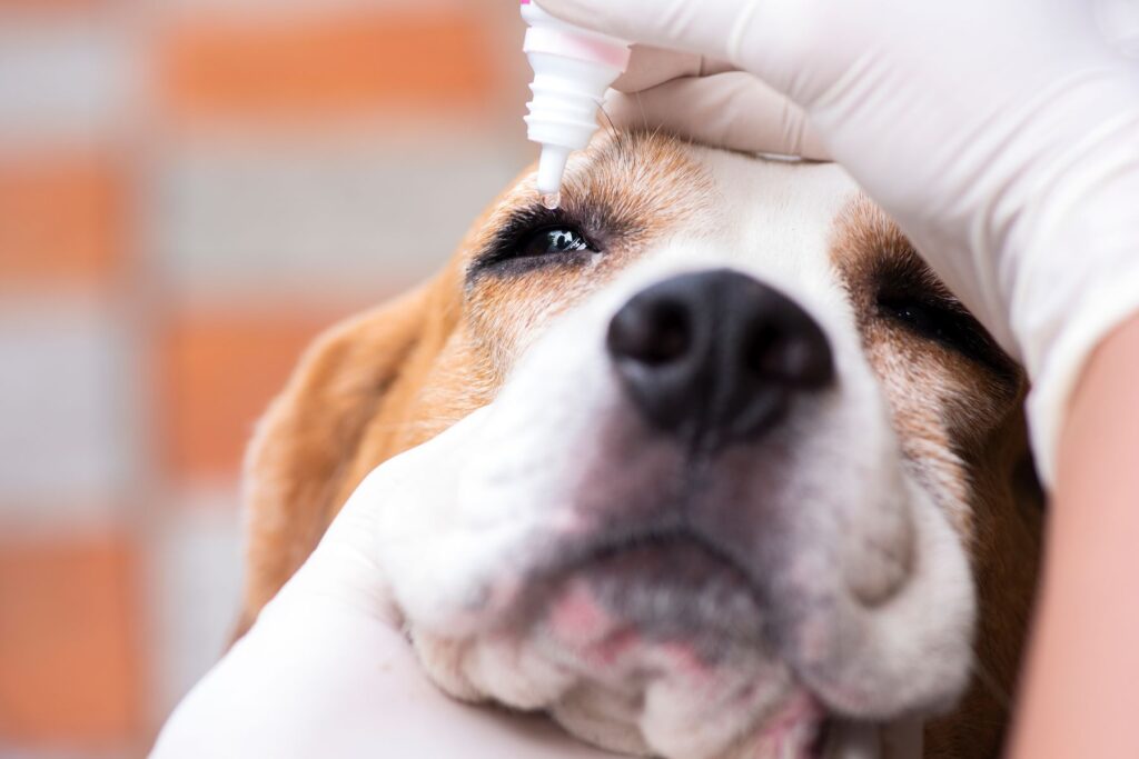 ojo de cereza en perros