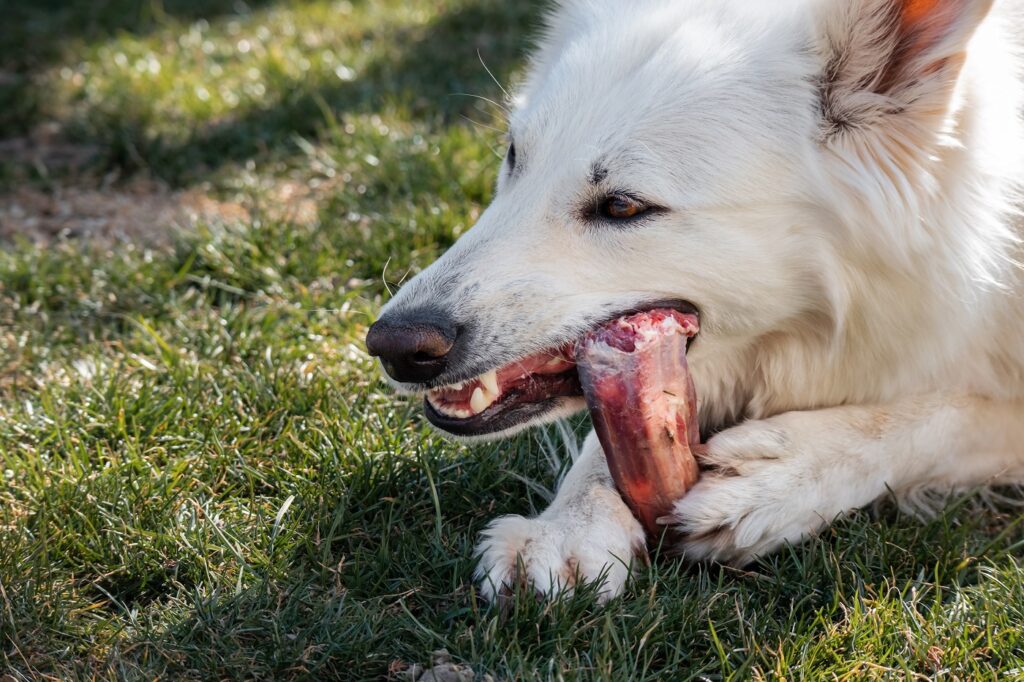 qué huesos pueden comer los perros