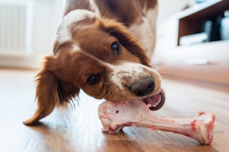 qué huesos pueden comer los perros