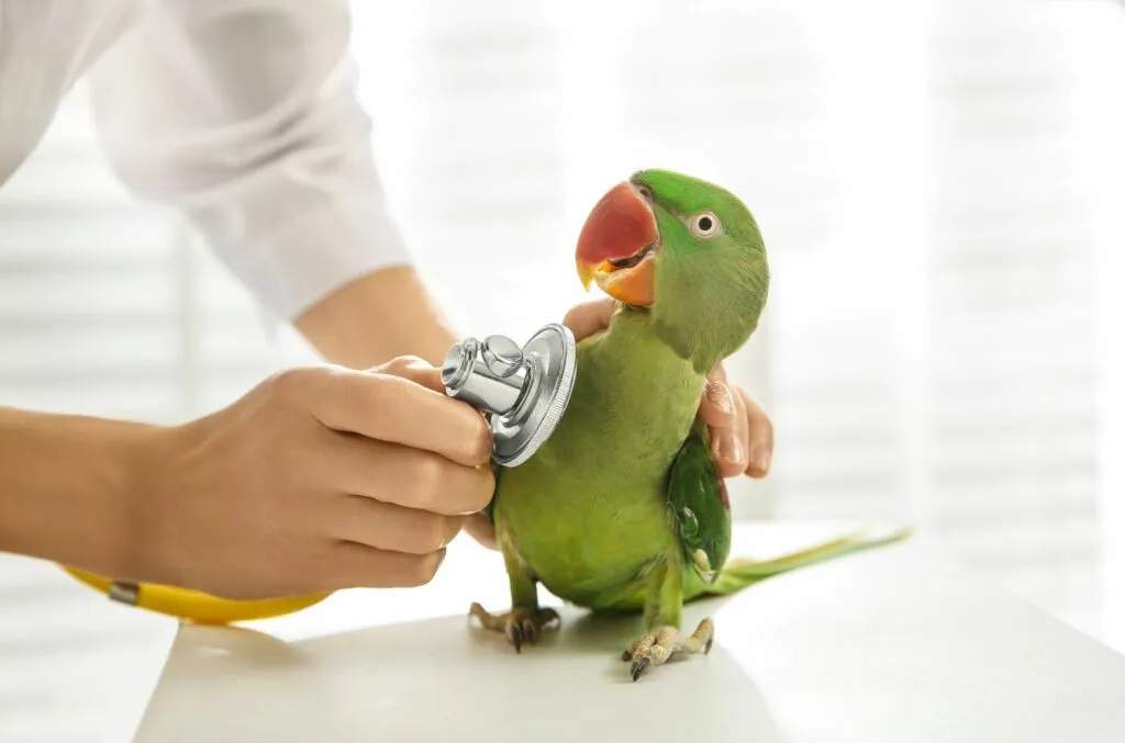 Aspergilosis en loros