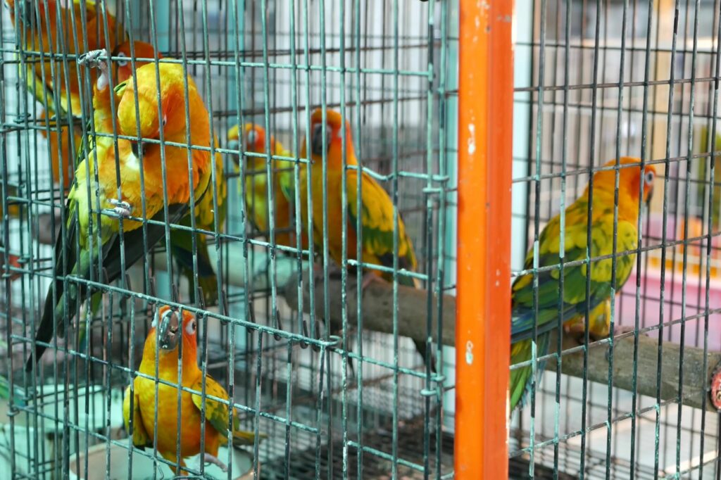 Aspergilosis en loros