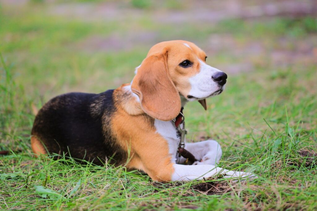 Beagle harrier