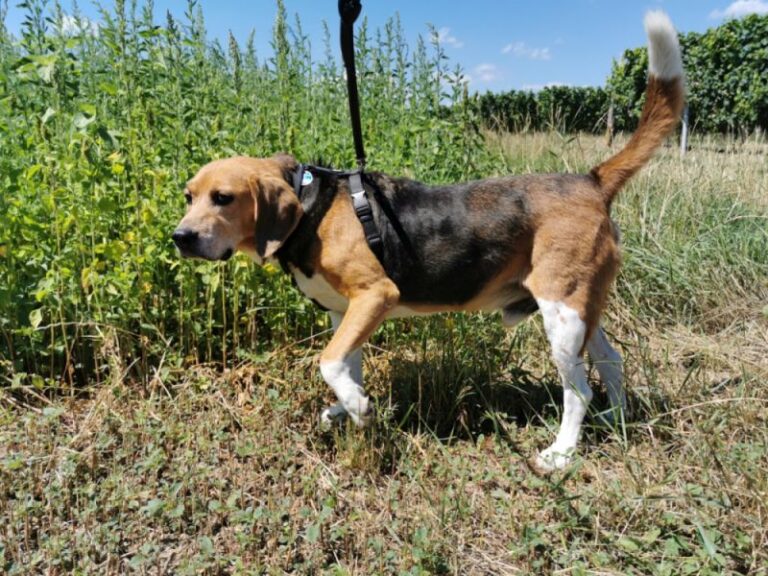 Beagle harrier