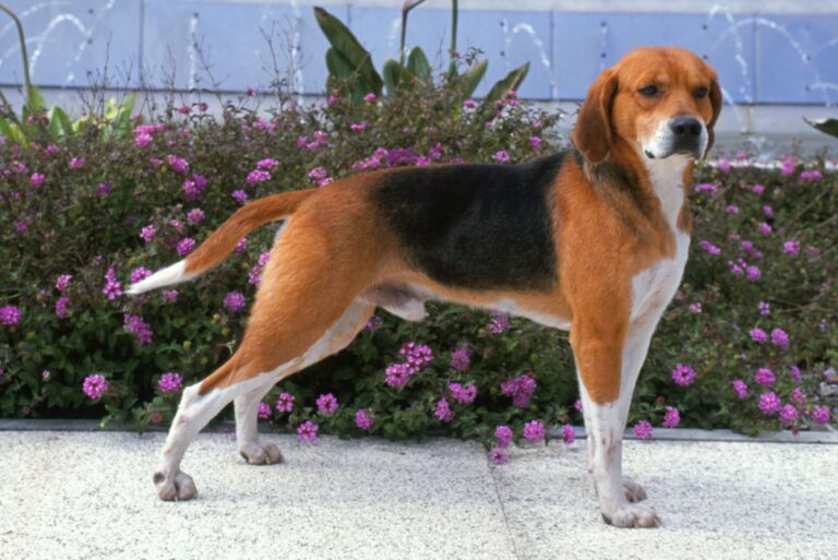 Beagle harrier