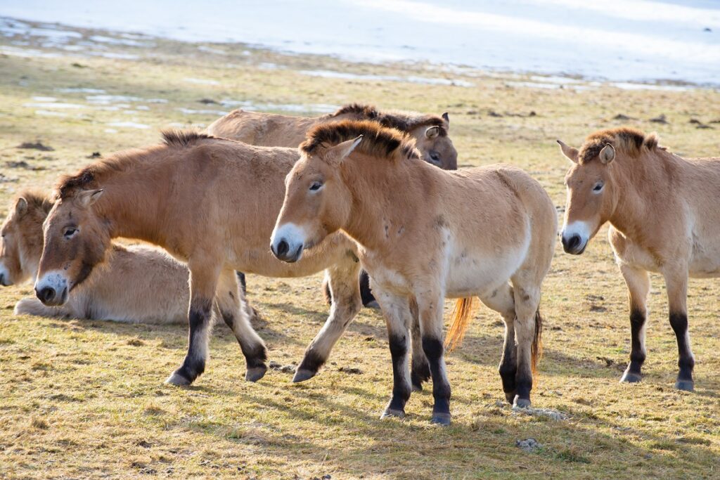 Caballo de Przewalski