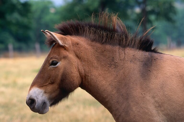 Caballo de Przewalski