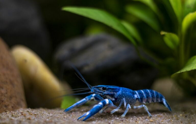 Cangrejo de río europeo