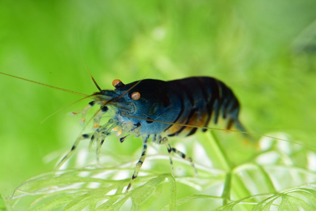 Caridina mariae