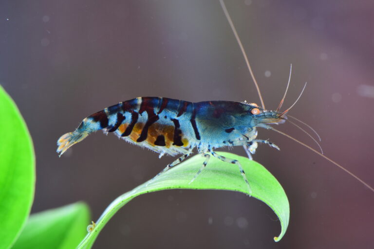 Caridina mariae