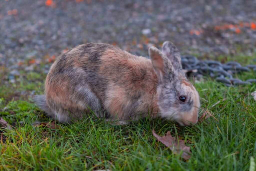 Conejo arlequín