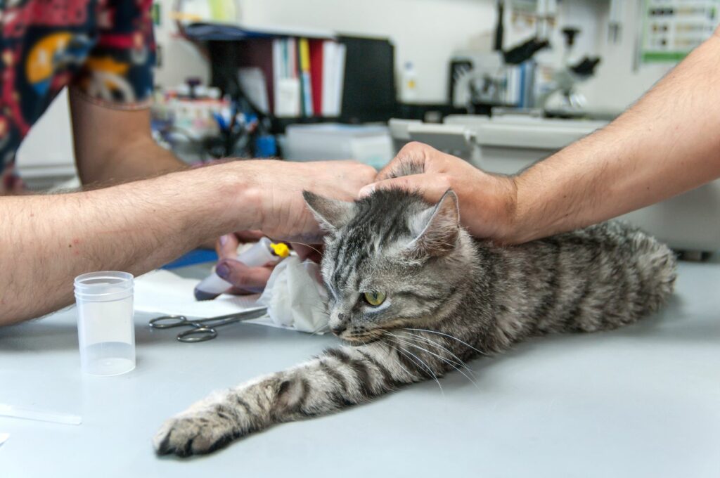 Donación de sangre para gatos