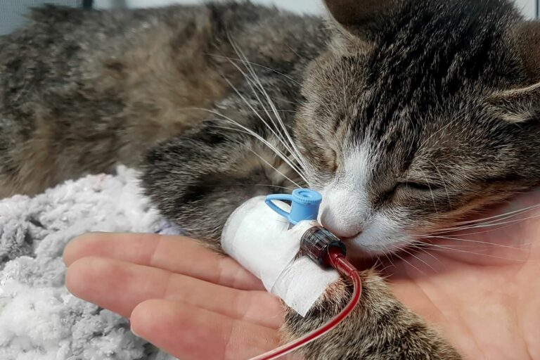 Donación de sangre para gatos