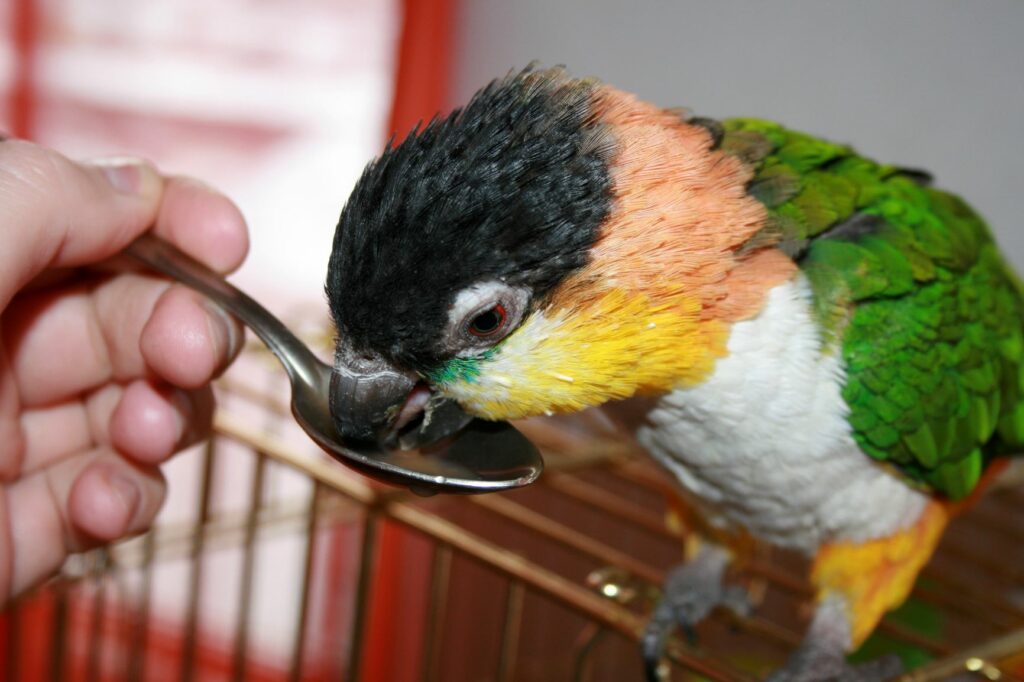 Enfermedad de Pacheco en loros