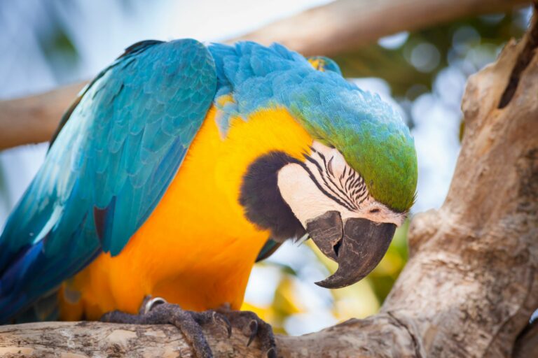 Enfermedad de Pacheco en loros