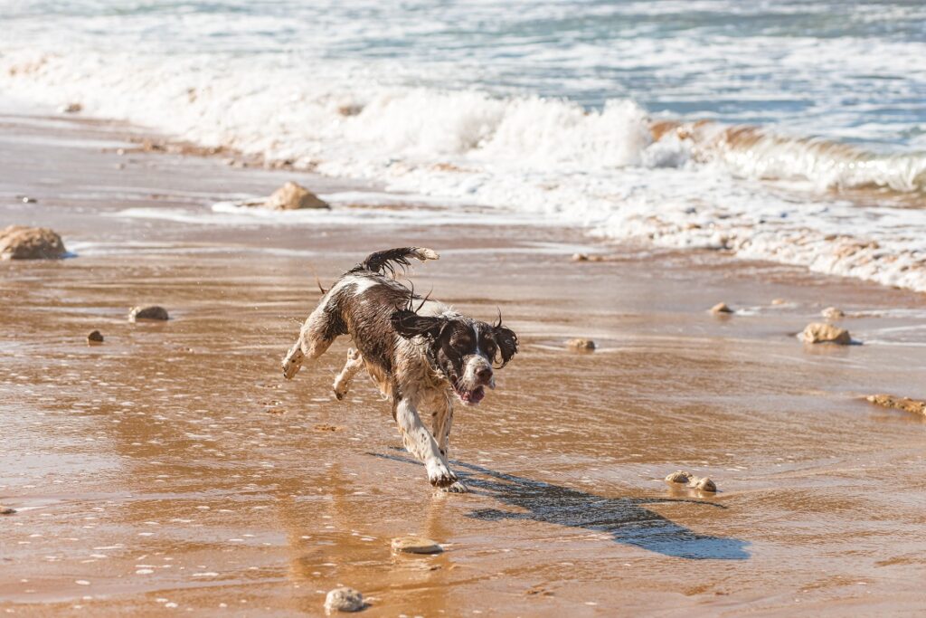 Enfermedades mediterráneas en perros