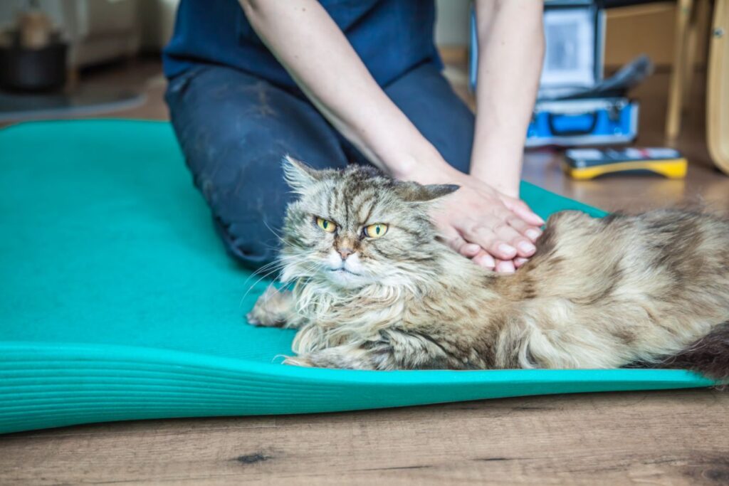 Espondilosis en gatos