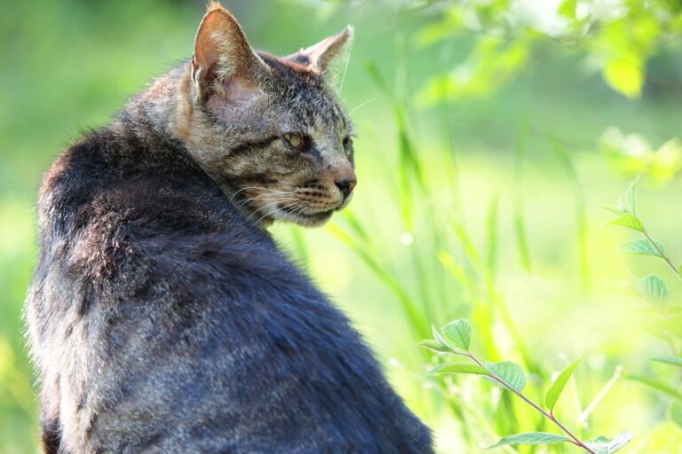 Espondilosis en gatos