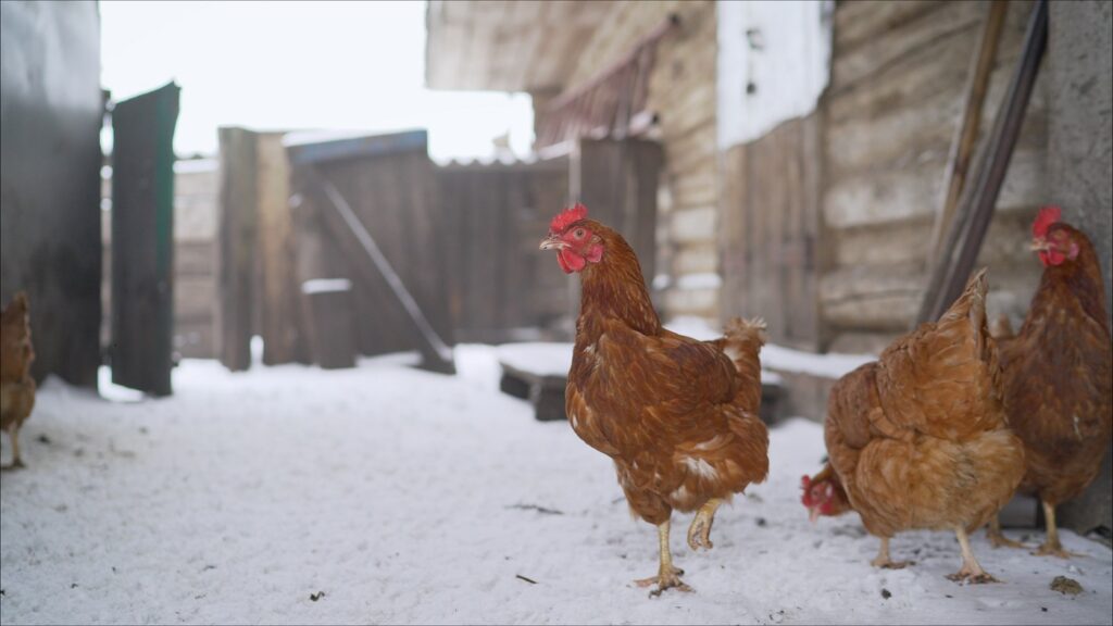 Gallina con huevo atascado