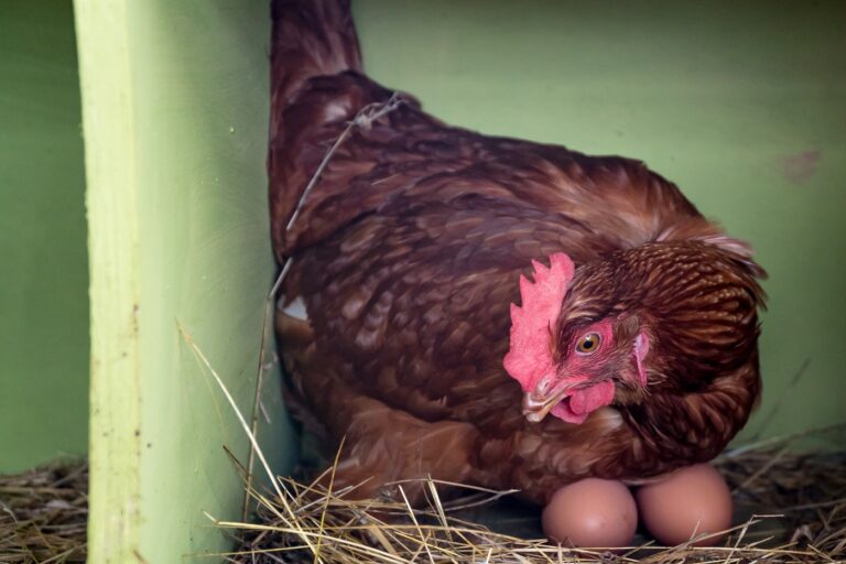 Gallina con huevo atascado