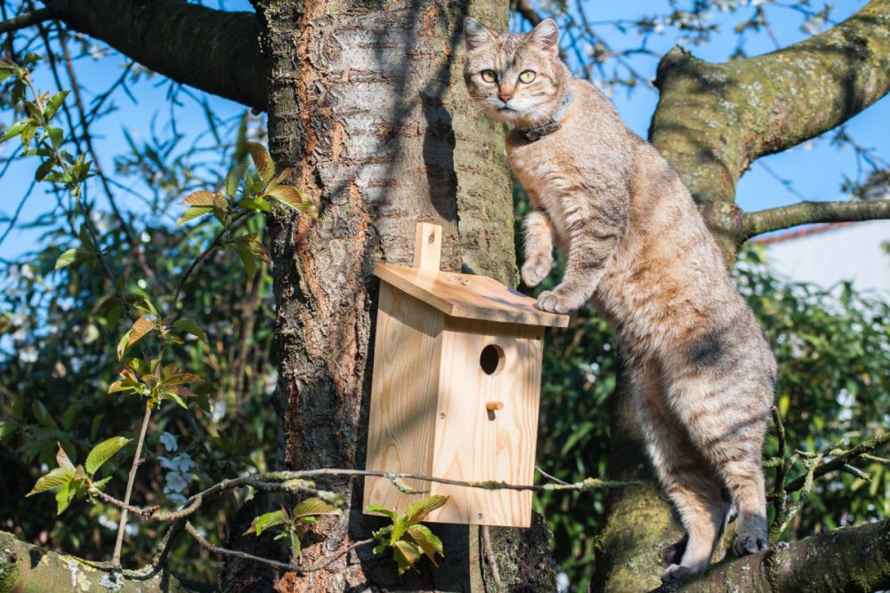 Gato cazador