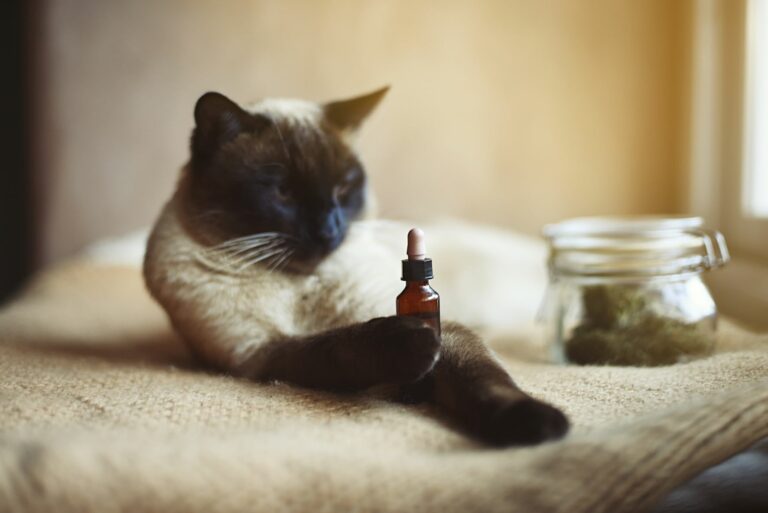 Homeopatía para gatos