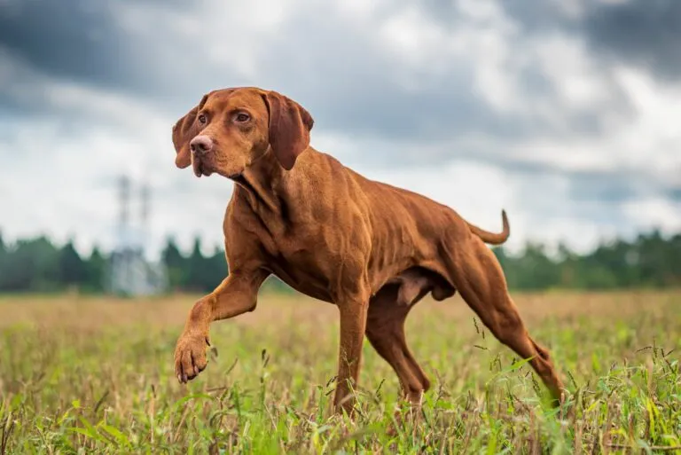 Instinto de caza en perros