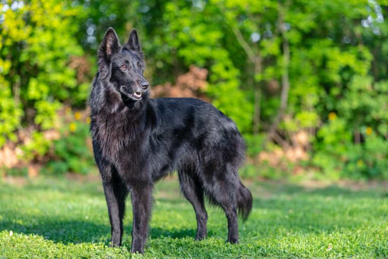 Pastor belga groenendael