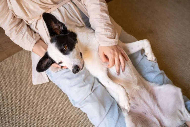 Peritonitis en perros