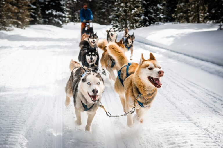 Perros de trineo