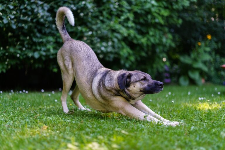 Postura de rezo en perros