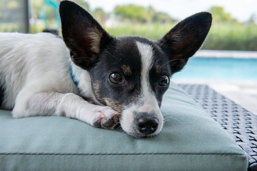 Rat terrier