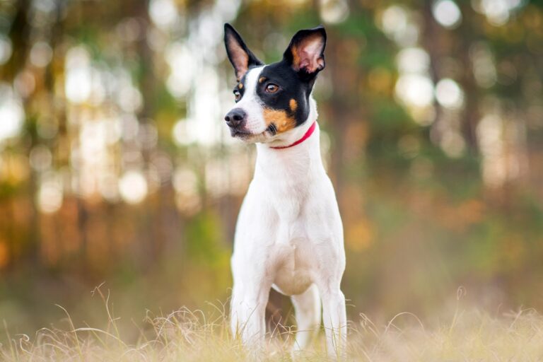 Rat terrier