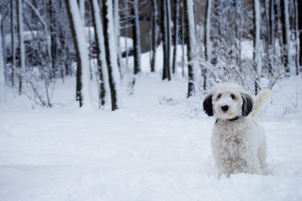 Sheepadoodle