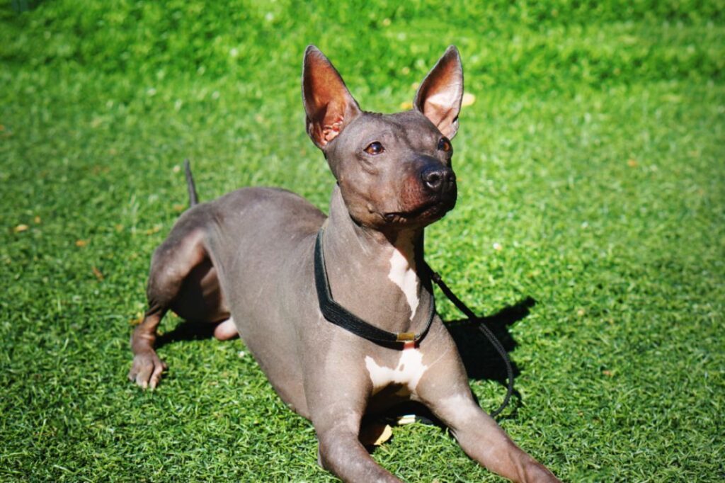 Terrier americano sin pelo