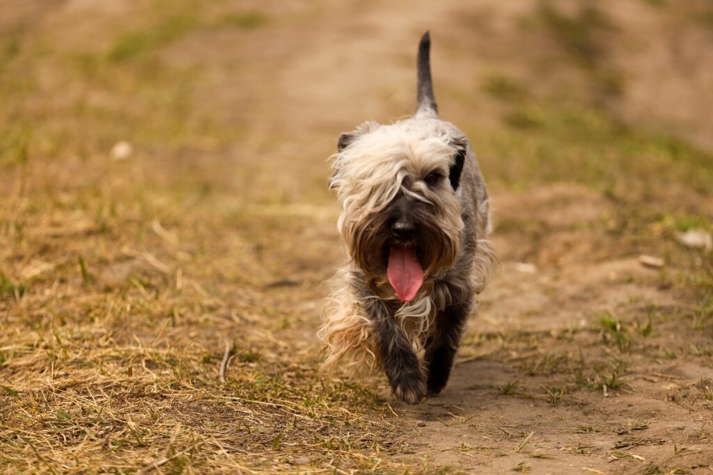 Terrier checo