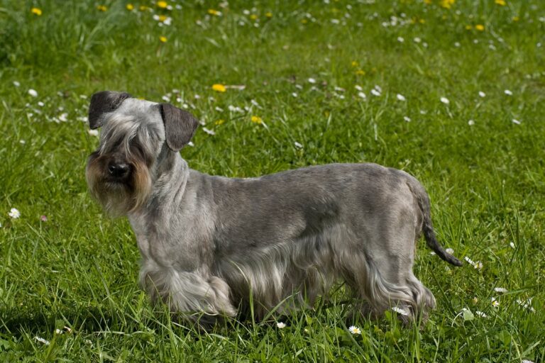 Terrier checo