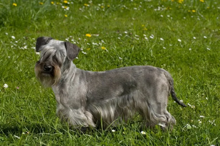 Terrier checo